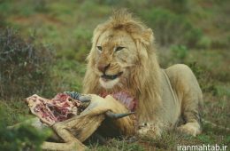 مدیر باغ وحش از چگونه کشته شدن نگهبان توسط شیر میگوید + فیلم
