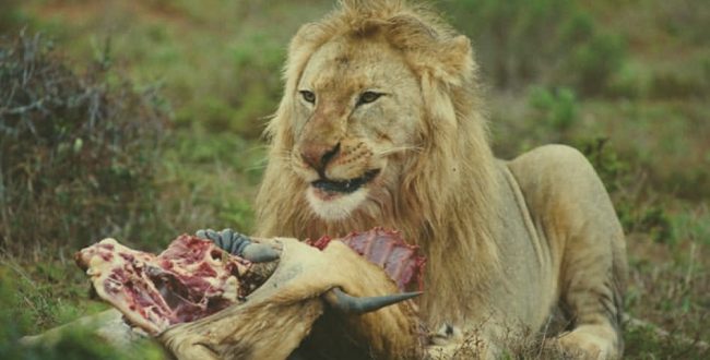 مدیر باغ وحش از چگونه کشته شدن نگهبان توسط شیر میگوید + فیلم