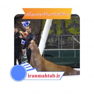 لیست کامل تفریحات و جاهای دیدنی جزیره کیش